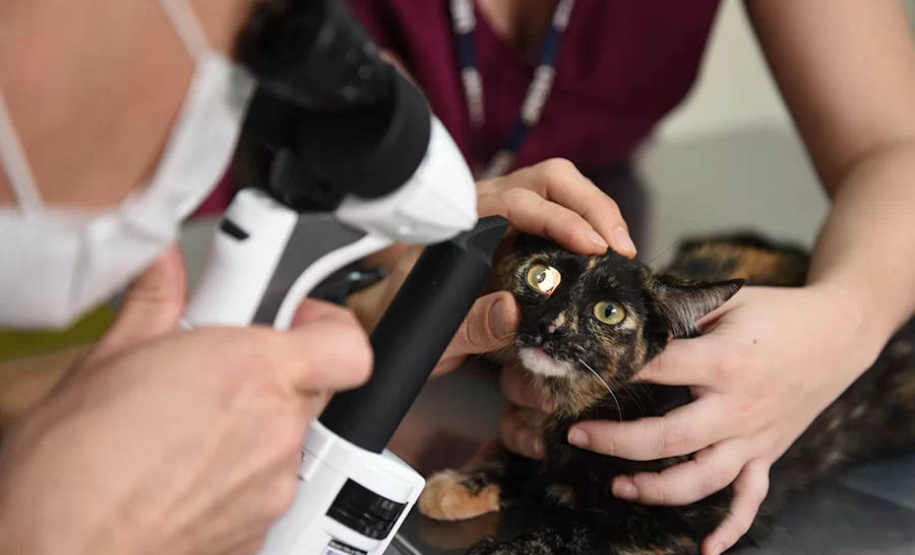 Universidades estaduais oferecem assistência veterinária para animais de pequeno e grande porte