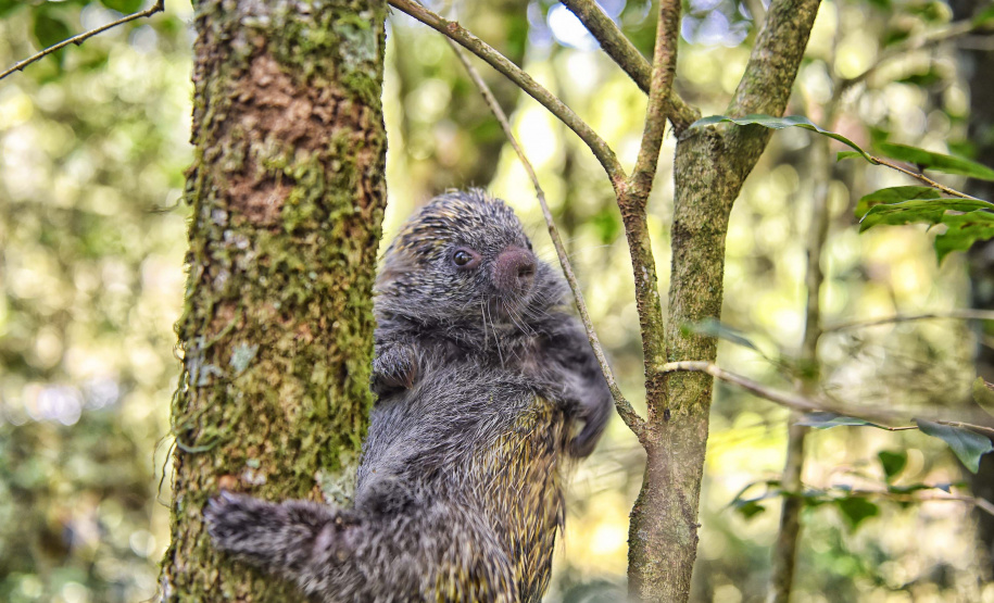 IAT - Animais silvestres/primavera