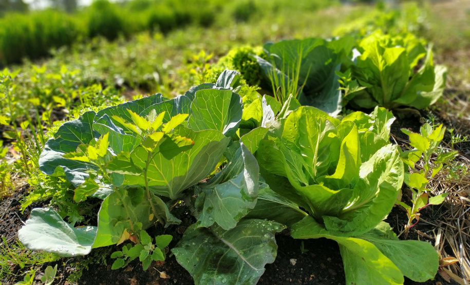 Instituto Água e Terra vai investir R$ 39,1 milhões em projetos de agroecologia em 21 municípios do Paraná.