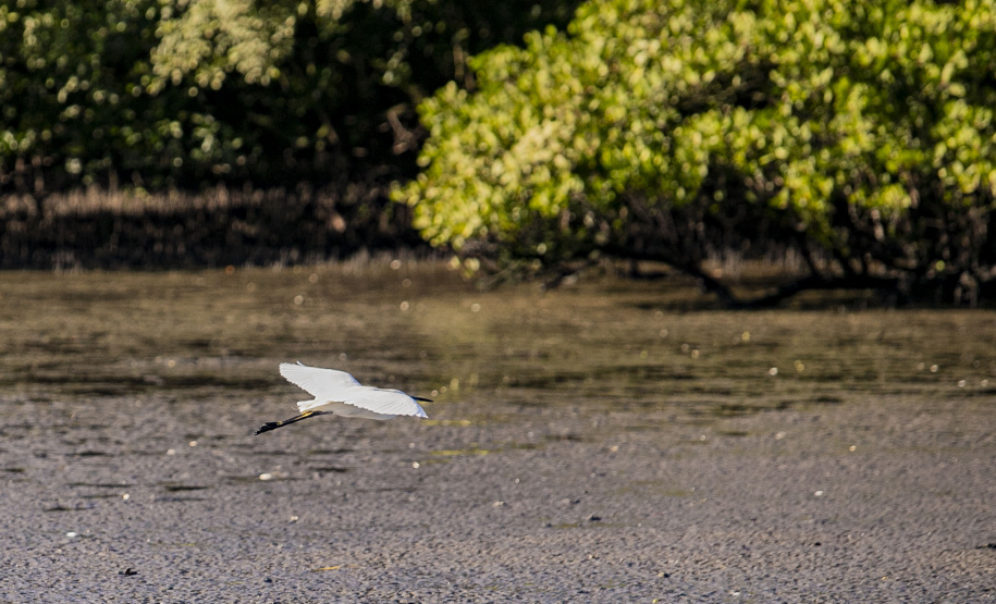 Monitoramento no Porto de Paranaguá registra quase 25 mil aves em 09 meses e reforça ações de conservação no Litoral