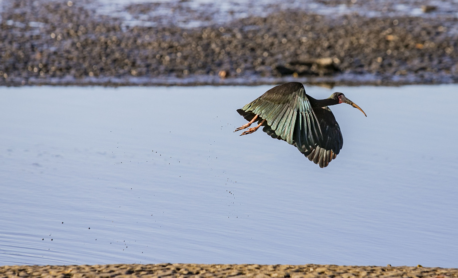 Monitoramento no Porto de Paranaguá registra quase 25 mil aves em 09 meses e reforça ações de conservação no Litoral