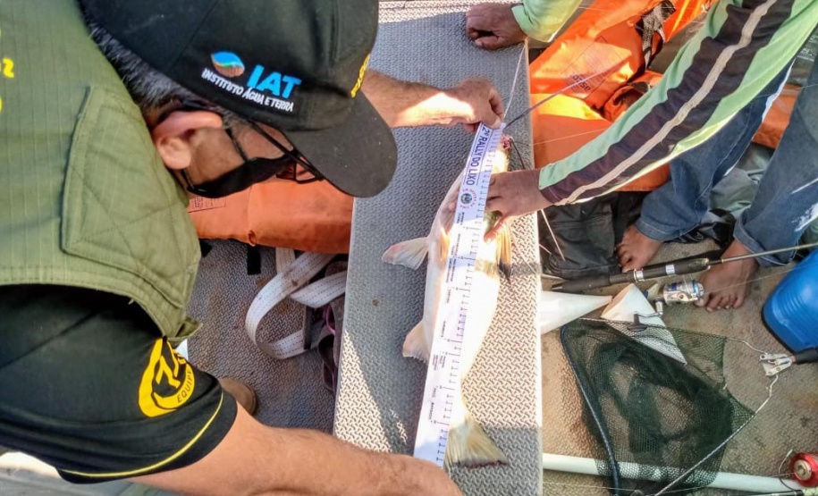 : Período de defeso da Piracema começa neste domingo (1º) e vai até 28 de fevereiro no Paraná.