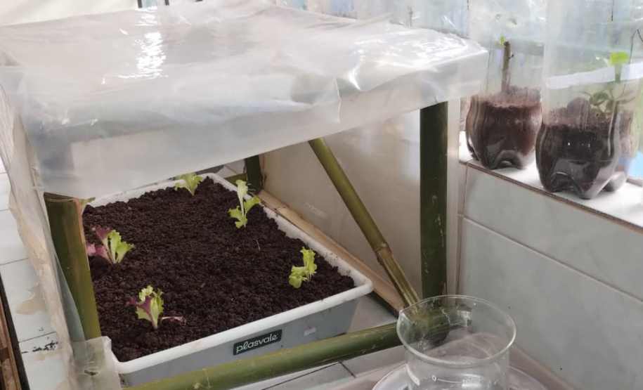 Aluno cria estufa inteligente com irrigação automática e planeja ampliar projeto para agricultura familiar