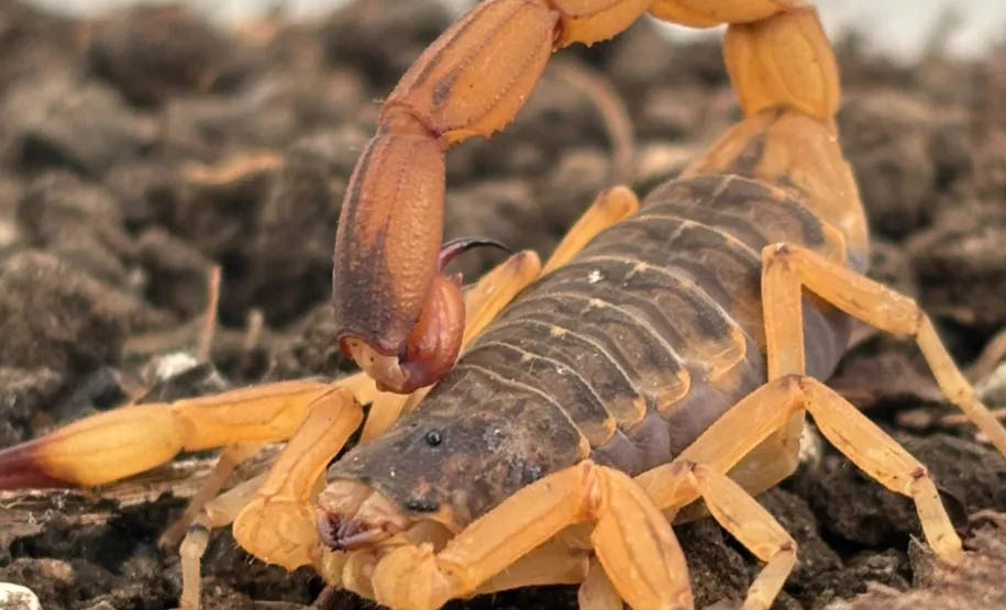 Estudantes de colégio cívico-militar de Londrina desenvolvem repelente natural contra escorpiões à base de arruda
