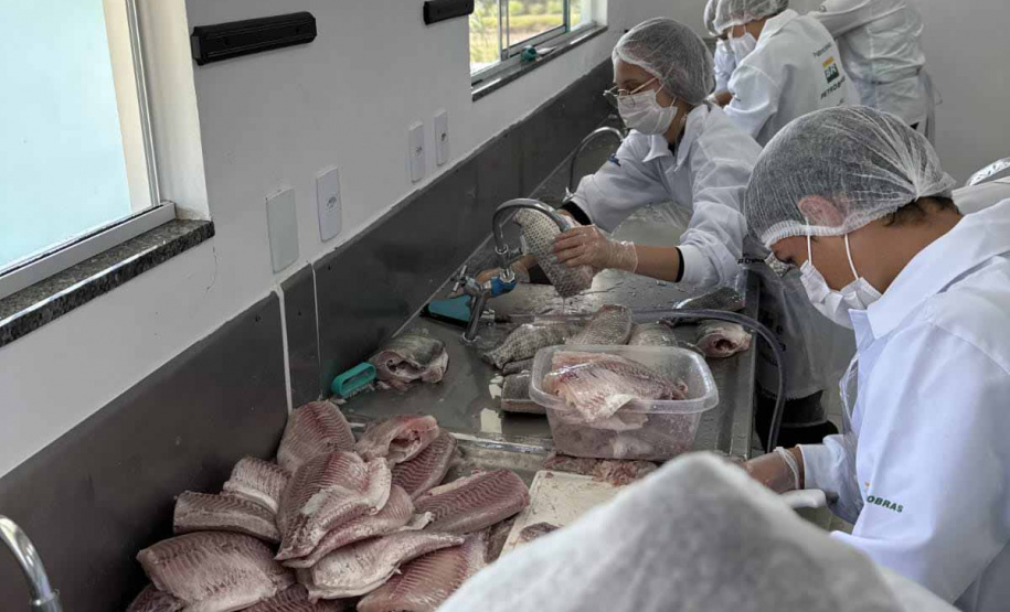 Com produção de quase uma tonelada de tilápia, colégio agrícola se destaca como pioneiro no Paraná