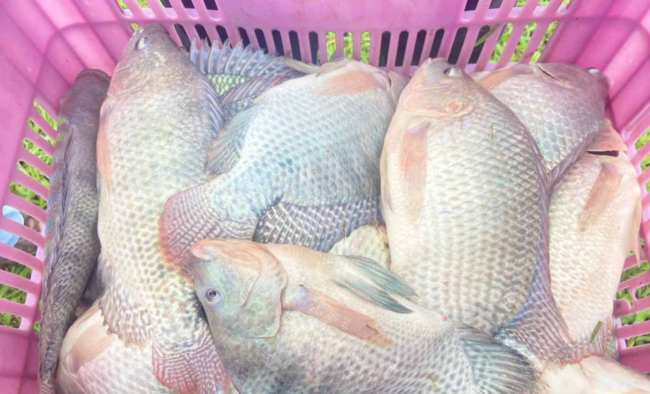 Com produção de quase uma tonelada de tilápia, colégio agrícola se destaca como pioneiro no Paraná