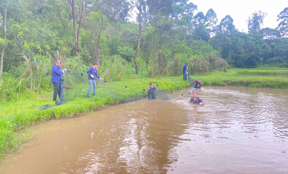 Com produção de quase uma tonelada de tilápia, colégio agrícola se destaca como pioneiro no Paraná