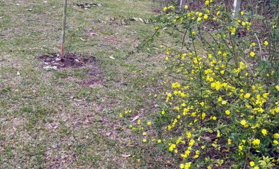 A Sanepar está ampliando a formação de cortinas verdes no entorno de estações de tratamento (ETE) e elevatórias (EEE) de esgoto em todo o Estado   -  Curitiba, 10/01/2019  -  Foto: Divulgação Sanepar