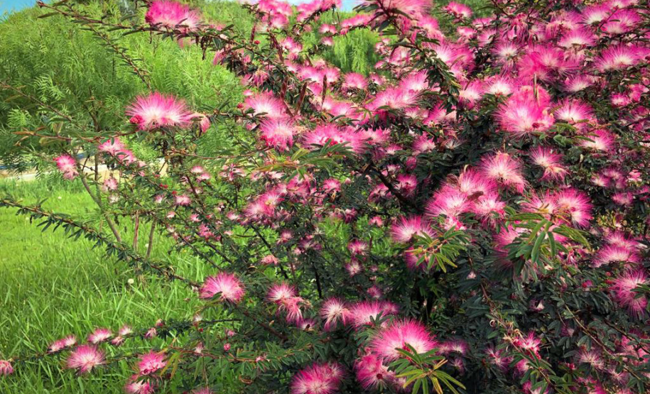A Sanepar está ampliando a formação de cortinas verdes no entorno de estações de tratamento (ETE) e elevatórias (EEE) de esgoto em todo o Estado   -  Curitiba, 10/01/2019  -  Foto: Divulgação Sanepar