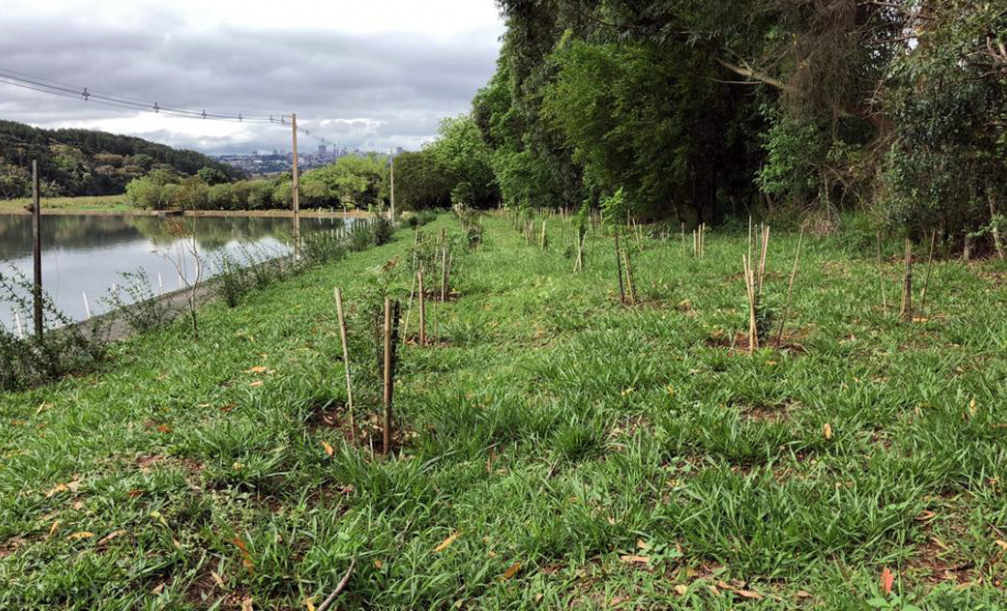 A Sanepar está ampliando a formação de cortinas verdes no entorno de estações de tratamento (ETE) e elevatórias (EEE) de esgoto em todo o Estado   -  Curitiba, 10/01/2019  -  Foto: Divulgação Sanepar