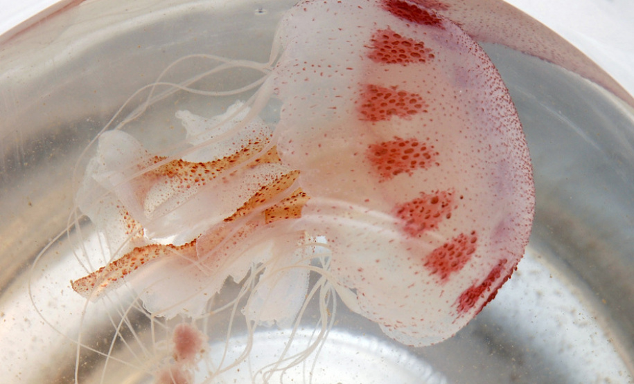 Saúde alerta para cuidados com queimaduras por águas-vivas. Foto: SESA