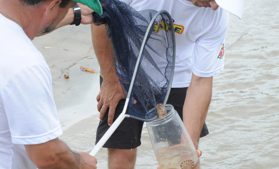 Saúde alerta para cuidados com queimaduras por águas-vivas. Foto: Venilton Kuchler/ Arquivo SESA