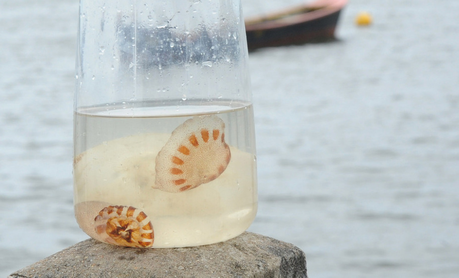 Saúde alerta para cuidados com queimaduras por águas-vivas. Foto: Venilton Kuchler/ Arquivo SESA