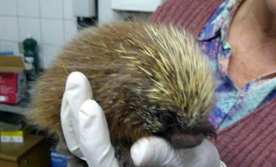 O Instituto Ambiental do Paraná (IAP) deixará de receber os animais silvestres na sede, em Curitiba. A partir desta segunda-feira (21), o Departamento de Pesquisa e Conservação da Fauna da Secretaria Municipal do Meio Ambiente vai receber, atender e encaminhar os animais silvestres apreendidos pela Polícia Ambiental, IAP e seus fiscais, e também aqueles que forem encontrados em situações de risco.  -  Curitiba, 16/01/2019  -  Foto: Divulgação IAP