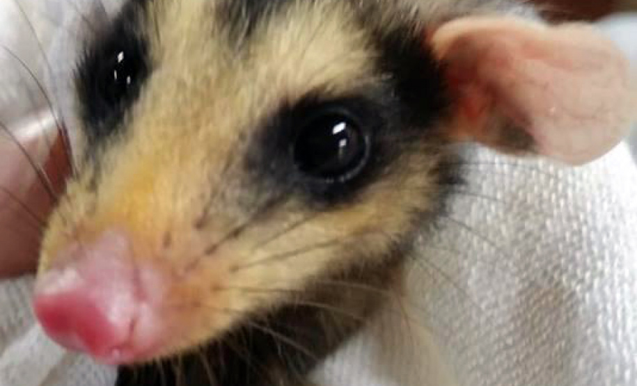 O Instituto Ambiental do Paraná (IAP) deixará de receber os animais silvestres na sede, em Curitiba. A partir desta segunda-feira (21), o Departamento de Pesquisa e Conservação da Fauna da Secretaria Municipal do Meio Ambiente vai receber, atender e encaminhar os animais silvestres apreendidos pela Polícia Ambiental, IAP e seus fiscais, e também aqueles que forem encontrados em situações de risco.  -  Curitiba, 16/01/2019  -  Foto: Divulgação IAP