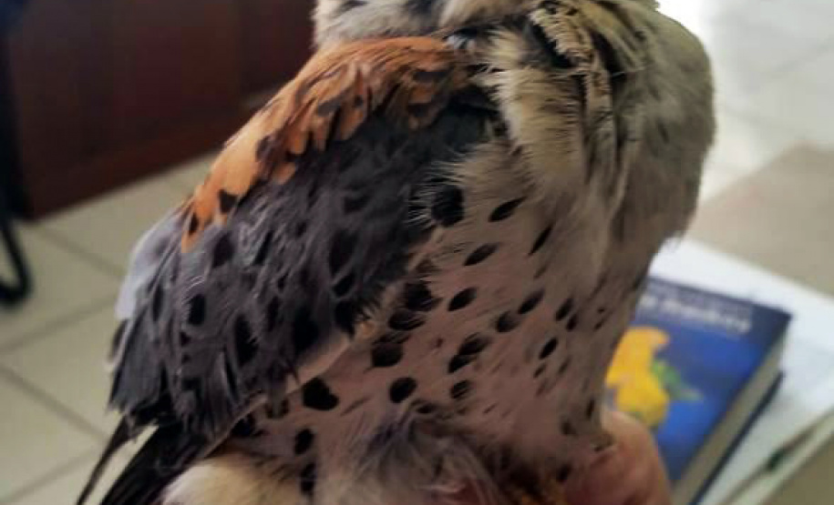 O Instituto Ambiental do Paraná (IAP) deixará de receber os animais silvestres na sede, em Curitiba. A partir desta segunda-feira (21), o Departamento de Pesquisa e Conservação da Fauna da Secretaria Municipal do Meio Ambiente vai receber, atender e encaminhar os animais silvestres apreendidos pela Polícia Ambiental, IAP e seus fiscais, e também aqueles que forem encontrados em situações de risco.  -  Curitiba, 16/01/2019  -  Foto: Divulgação IAP