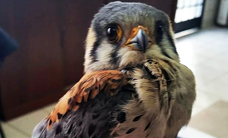 O Instituto Ambiental do Paraná (IAP) deixará de receber os animais silvestres na sede, em Curitiba. A partir desta segunda-feira (21), o Departamento de Pesquisa e Conservação da Fauna da Secretaria Municipal do Meio Ambiente vai receber, atender e encaminhar os animais silvestres apreendidos pela Polícia Ambiental, IAP e seus fiscais, e também aqueles que forem encontrados em situações de risco.  -  Curitiba, 16/01/2019  -  Foto: Divulgação IAP