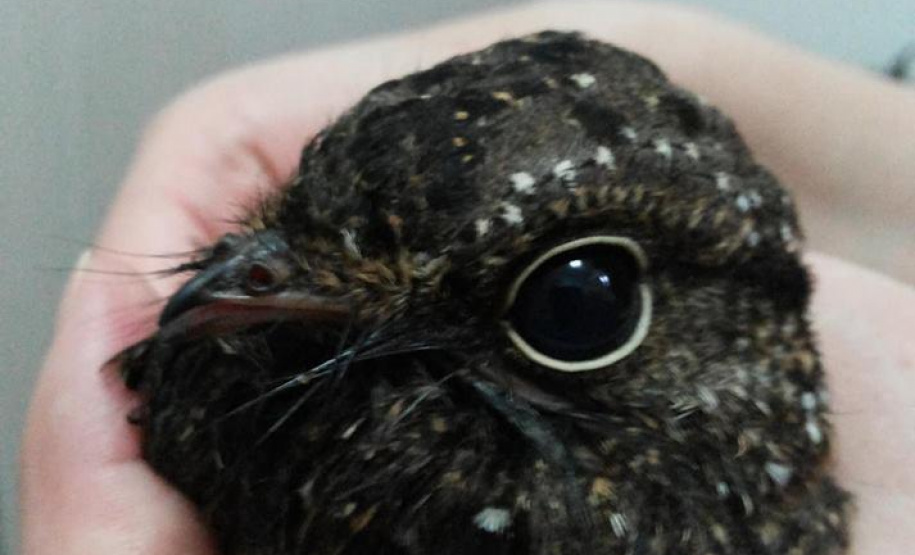 O Instituto Ambiental do Paraná (IAP) deixará de receber os animais silvestres na sede, em Curitiba. A partir desta segunda-feira (21), o Departamento de Pesquisa e Conservação da Fauna da Secretaria Municipal do Meio Ambiente vai receber, atender e encaminhar os animais silvestres apreendidos pela Polícia Ambiental, IAP e seus fiscais, e também aqueles que forem encontrados em situações de risco.  -  Curitiba, 16/01/2019  -  Foto: Divulgação IAP