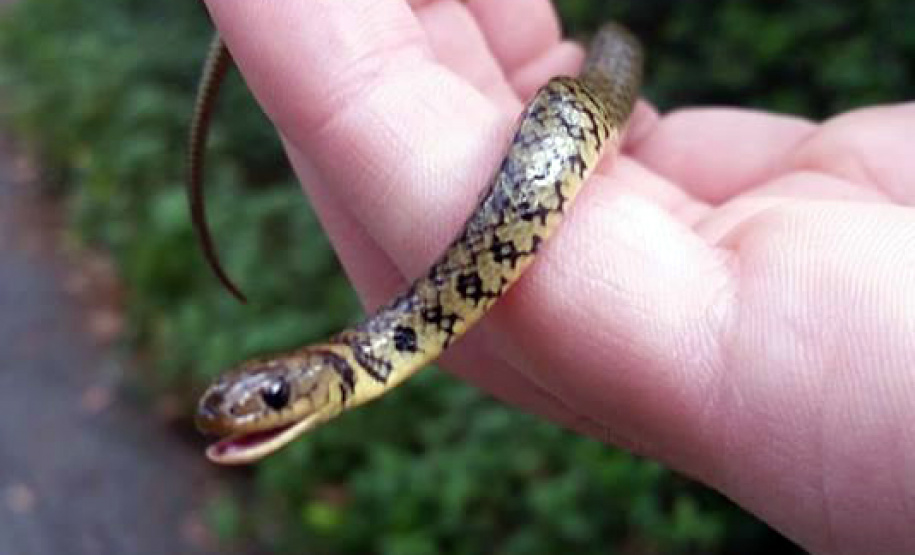 O Instituto Ambiental do Paraná (IAP) deixará de receber os animais silvestres na sede, em Curitiba. A partir desta segunda-feira (21), o Departamento de Pesquisa e Conservação da Fauna da Secretaria Municipal do Meio Ambiente vai receber, atender e encaminhar os animais silvestres apreendidos pela Polícia Ambiental, IAP e seus fiscais, e também aqueles que forem encontrados em situações de risco.  -  Curitiba, 16/01/2019  -  Foto: Divulgação IAP