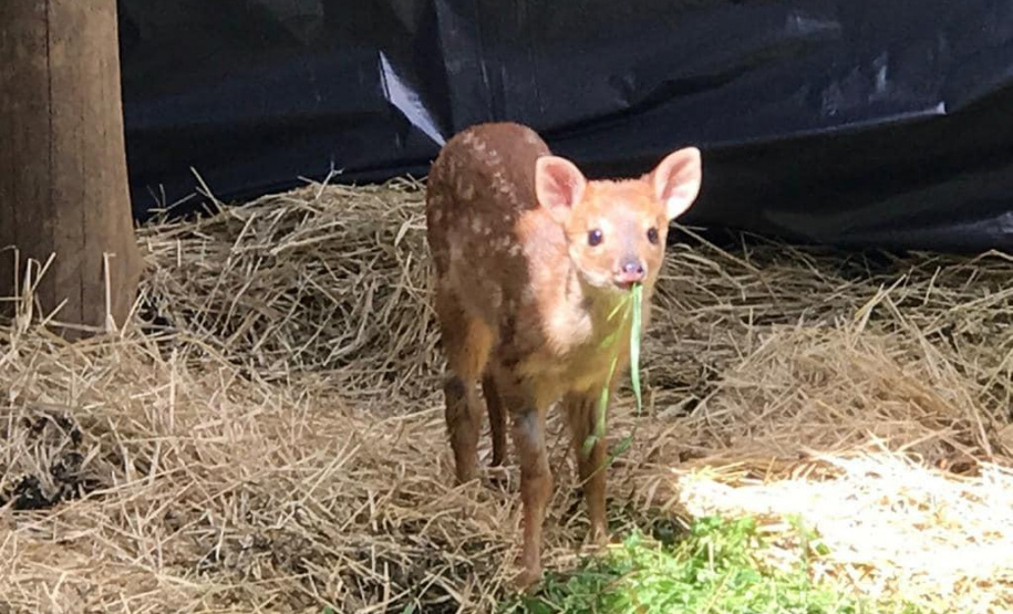 O Instituto Ambiental do Paraná (IAP) deixará de receber os animais silvestres na sede, em Curitiba. A partir desta segunda-feira (21), o Departamento de Pesquisa e Conservação da Fauna da Secretaria Municipal do Meio Ambiente vai receber, atender e encaminhar os animais silvestres apreendidos pela Polícia Ambiental, IAP e seus fiscais, e também aqueles que forem encontrados em situações de risco.  -  Curitiba, 16/01/2019  -  Foto: Divulgação IAP
