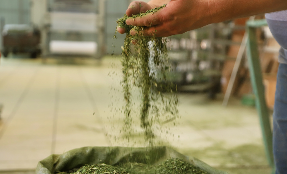 O Paraná é o terceiro estado brasileiro com o maior número de produtos certificados ou em processo de certificação de Indicação Geográfica. A importância da erva-mate para a história do Paraná – um
ramo da planta é inclusive um dos símbolos do brasão do Estado – foi um dos fatores
que levou à certificação do produto no ano passado. Foto: José Fernando Ogura/ANPr