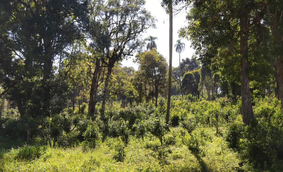 O Paraná é o terceiro estado brasileiro com o maior número de produtos certificados ou em processo de certificação de Indicação Geográfica. A importância da erva-mate para a história do Paraná – um
ramo da planta é inclusive um dos símbolos do brasão do Estado – foi um dos fatores
que levou à certificação do produto no ano passado. Foto: José Fernando Ogura/ANPr.