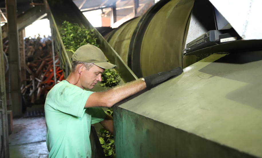 O Paraná é o terceiro estado brasileiro com o maior número de produtos certificados ou em processo de certificação de Indicação Geográfica. A importância da erva-mate para a história do Paraná – um
ramo da planta é inclusive um dos símbolos do brasão do Estado – foi um dos fatores
que levou à certificação do produto no ano passado. Foto: José Fernando Ogura/ANPr