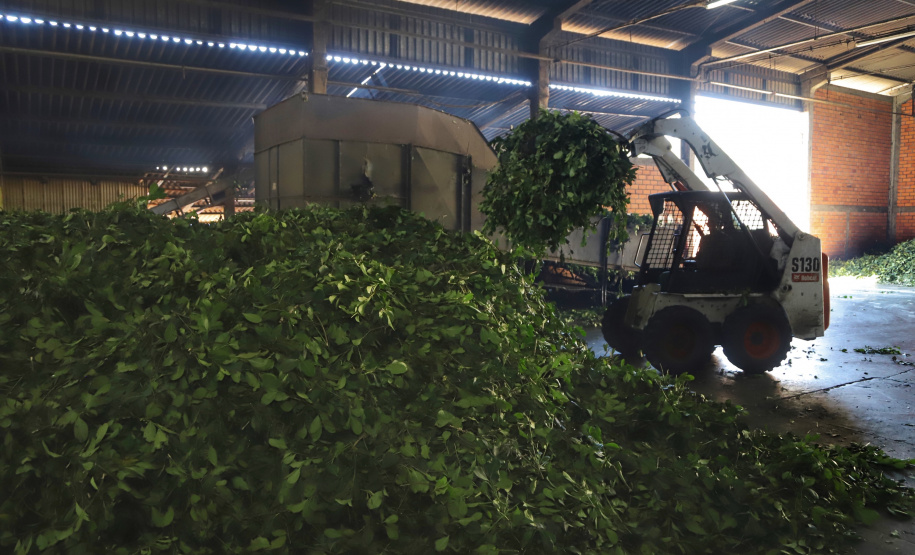 O Paraná é o terceiro estado brasileiro com o maior número de produtos certificados ou em processo de certificação de Indicação Geográfica. A importância da erva-mate para a história do Paraná – um
ramo da planta é inclusive um dos símbolos do brasão do Estado – foi um dos fatores
que levou à certificação do produto no ano passado. Foto: José Fernando Ogura/ANPr