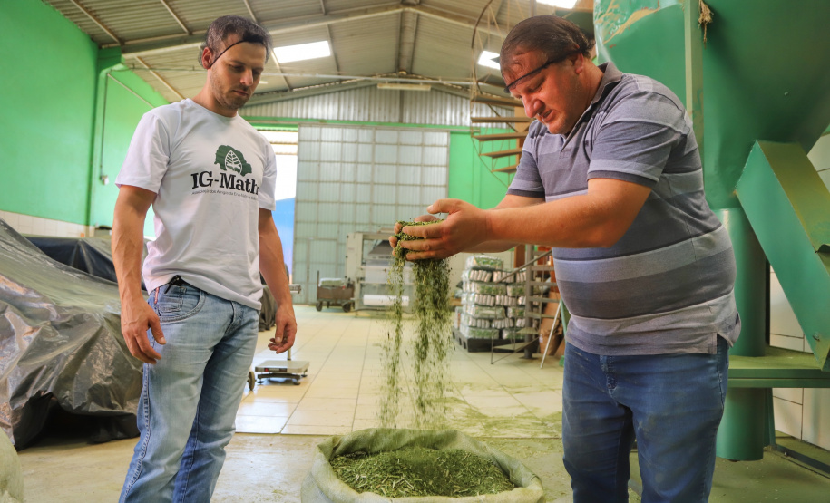 O Paraná é o terceiro estado brasileiro com o maior número de produtos certificados ou em processo de certificação de Indicação Geográfica. A importância da erva-mate para a história do Paraná – um
ramo da planta é inclusive um dos símbolos do brasão do Estado – foi um dos fatores
que levou à certificação do produto no ano passado. Foto: José Fernando Ogura/ANPr