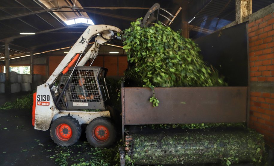 O Paraná é o terceiro estado brasileiro com o maior número de produtos certificados ou em processo de certificação de Indicação Geográfica. A importância da erva-mate para a história do Paraná – um
ramo da planta é inclusive um dos símbolos do brasão do Estado – foi um dos fatores
que levou à certificação do produto no ano passado. Foto: José Fernando Ogura/ANPr