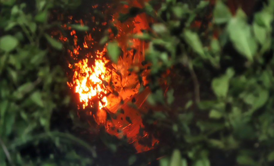 O Paraná é o terceiro estado brasileiro com o maior número de produtos certificados ou em processo de certificação de Indicação Geográfica. A importância da erva-mate para a história do Paraná – um
ramo da planta é inclusive um dos símbolos do brasão do Estado – foi um dos fatores
que levou à certificação do produto no ano passado. Foto: José Fernando Ogura/ANPr