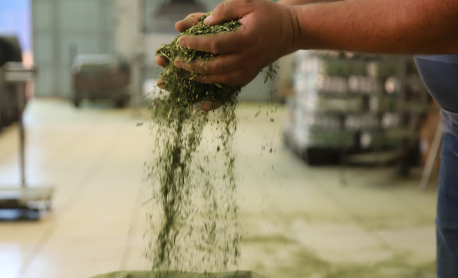 O Paraná é o terceiro estado brasileiro com o maior número de produtos certificados ou em processo de certificação de Indicação Geográfica. A importância da erva-mate para a história do Paraná – um
ramo da planta é inclusive um dos símbolos do brasão do Estado – foi um dos fatores
que levou à certificação do produto no ano passado. Foto: José Fernando Ogura/ANPr