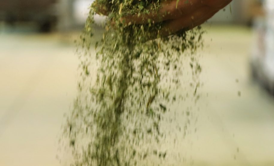 O Paraná é o terceiro estado brasileiro com o maior número de produtos certificados ou em processo de certificação de Indicação Geográfica. A importância da erva-mate para a história do Paraná – um
ramo da planta é inclusive um dos símbolos do brasão do Estado – foi um dos fatores
que levou à certificação do produto no ano passado. Foto: José Fernando Ogura/ANPr