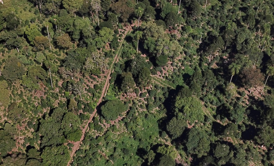 O Paraná é o terceiro estado brasileiro com o maior número de produtos certificados ou em processo de certificação de Indicação Geográfica. A importância da erva-mate para a história do Paraná – um ramo da planta é inclusive um dos símbolos do brasão do Estado – foi um dos fatores que levou à certificação do produto no ano passado. Foto: José Fernando Ogura/ANPr