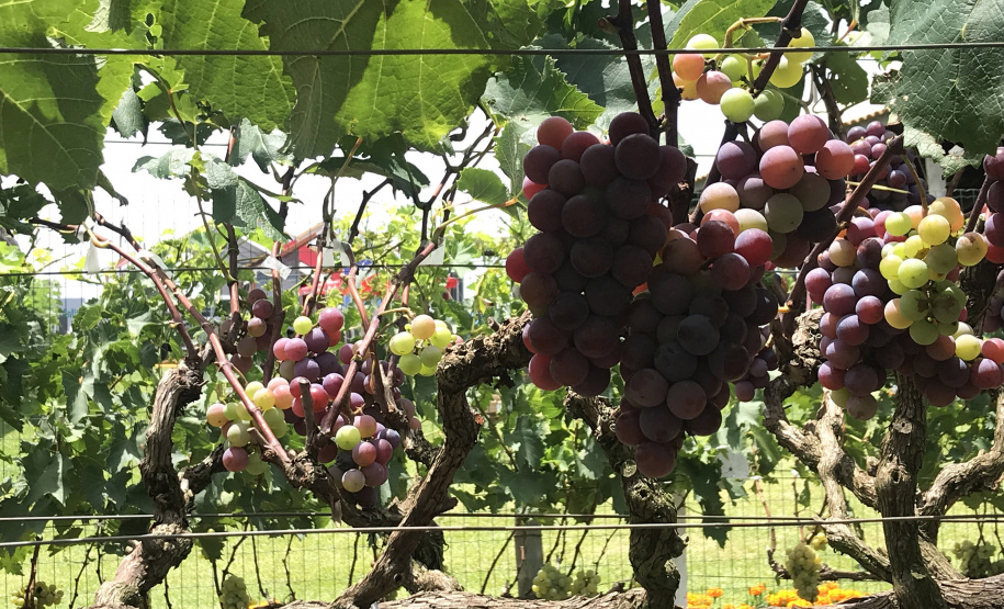 Emater leva ações de economia e sustentabilidade ao Show Rural. Com ampla variedade de frutas na área montada para esclarecer as dúvidas dos visitantes do Show Rural, o Instituto Emater mostra novidades que podem facilitar muito a vida do produtor rural que aposta no cultivo de frutas como uva, banana, caqui, goiaba, fruta do conde e figo, entre outras. -  Curitiba, 05/02/2019  -  Foto: Divulgação Emater