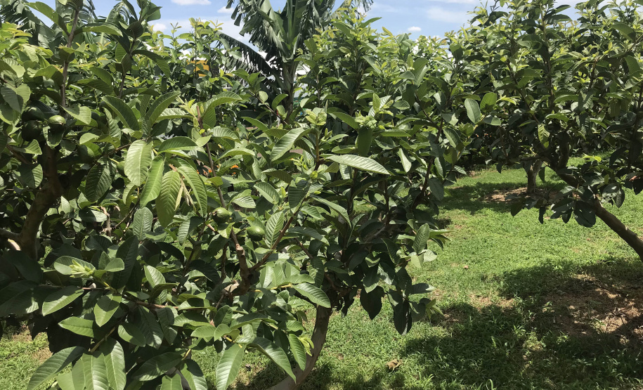 Emater leva ações de economia e sustentabilidade ao Show Rural. Com ampla variedade de frutas na área montada para esclarecer as dúvidas dos visitantes do Show Rural, o Instituto Emater mostra novidades que podem facilitar muito a vida do produtor rural que aposta no cultivo de frutas como uva, banana, caqui, goiaba, fruta do conde e figo, entre outras. -  Curitiba, 05/02/2019  -  Foto: Divulgação Emater