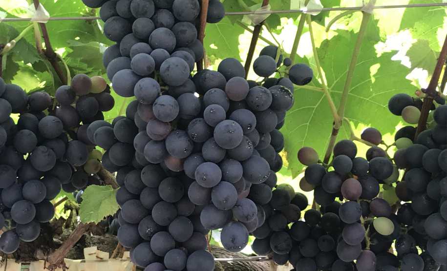 Emater leva ações de economia e sustentabilidade ao Show Rural. Com ampla variedade de frutas na área montada para esclarecer as dúvidas dos visitantes do Show Rural, o Instituto Emater mostra novidades que podem facilitar muito a vida do produtor rural que aposta no cultivo de frutas como uva, banana, caqui, goiaba, fruta do conde e figo, entre outras. -  Curitiba, 05/02/2019  -  Foto: Divulgação Emater