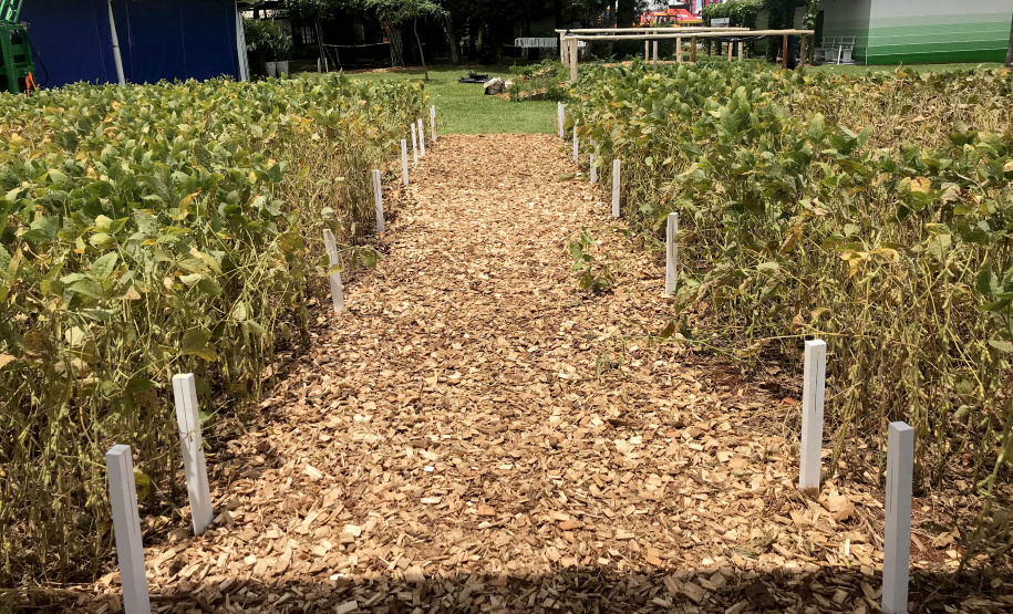 ecnologia de aplicação e manejo da fertilidade do solo com enfoque na adubação nitrogenada são destaques da área do Instituto Emater destinada ao cultivo de grãos no Show Rural 2019.  -  Cascavel, 05/02/2019  -  Foto: Divulgação Emater