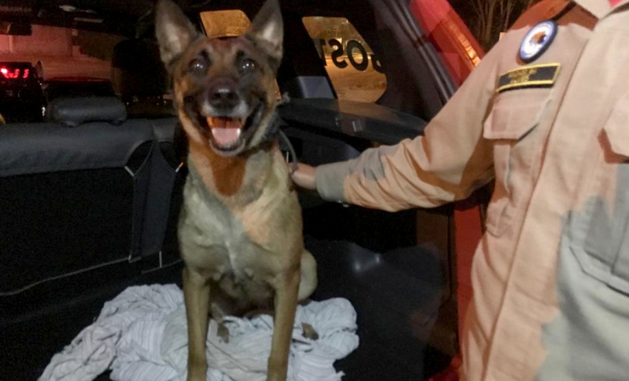 A cadela Brida, juntamente com seu condutor o soldado bombeiro João Carlos Alves, além de outros sete bombeiros militares, especializados em Busca e Salvamento, foram enviados nesta segunda-feira (11/02) para Brumadinho. O objetivo é auxiliar as equipes de buscas, principalmente nos ambientes que demandam cão de faro. Foto:Divulgação PMPR