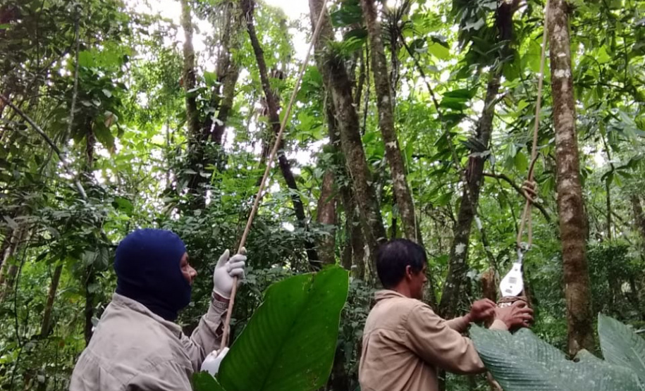 Duas equipes de entomologistas da Secretaria de Estado da Saúde estão coletando mosquitos em áreas de mata e periurbanas (nas periferias de cidades) de todo o Litoral do Paraná, incluindo a região onde foram encontrados os macacos mortos pela febre amarela, em Antonina. -  Curitiba, 13/02/2019  -  Foto: Divulgação SESA