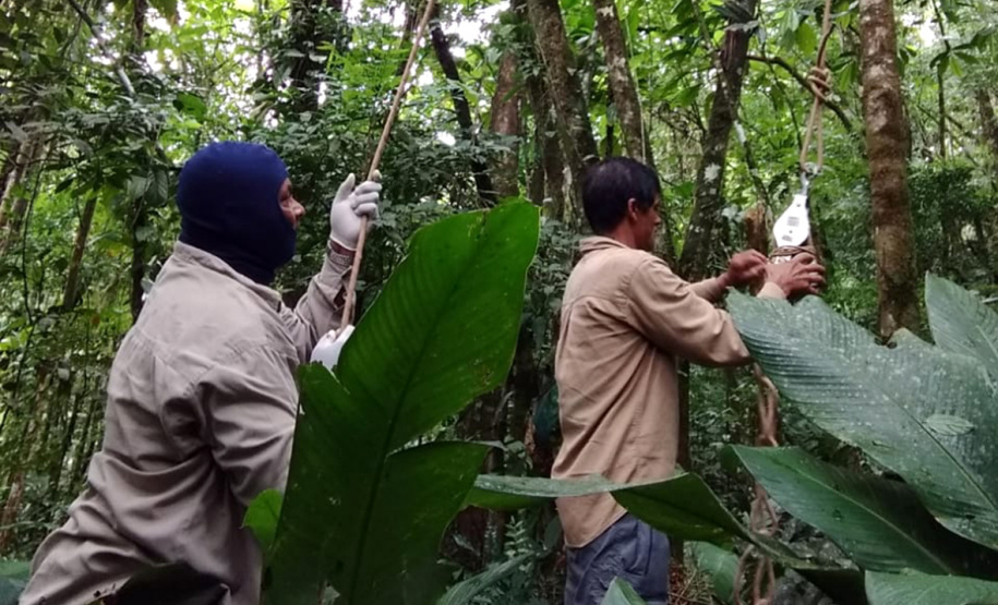 Duas equipes de entomologistas da Secretaria de Estado da Saúde estão coletando mosquitos em áreas de mata e periurbanas (nas periferias de cidades) de todo o Litoral do Paraná, incluindo a região onde foram encontrados os macacos mortos pela febre amarela, em Antonina. -  Curitiba, 13/02/2019  -  Foto: Divulgação SESA