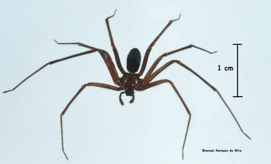 Aranha Marrom  -  Foto: Emanuel Marques da Silva/Divulgação SESA