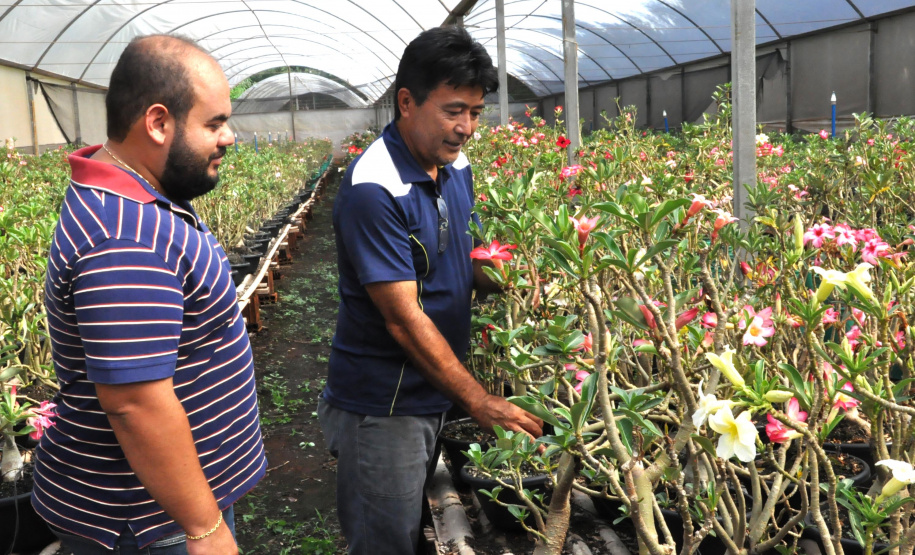 Parceria inédita entre o maior produtor do Brasil da planta rosa do deserto e pesquisadores da Universidade Estadual de Londrina (UEL) permite avanços em informações e dados científicos sobre a planta ornamental, que já é a quinta mais comercializada no país.  Na foto, Doutorando da UEL, Guilherme Cito, e produtor de rosa do deserto da Warta, Sandro Takemura.  - Londrina, 18/02/2019  -  Foto: Divulgação UEL