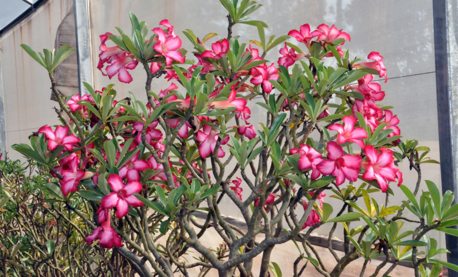 Parceria inédita entre o maior produtor do Brasil da planta rosa do deserto e pesquisadores da Universidade Estadual de Londrina (UEL) permite avanços em informações e dados científicos sobre a planta ornamental, que já é a quinta mais comercializada no país.  Na foto, Flor rosa do deserto, originária da Tailândia e países do sul da África  -   Londrina, 18/02/2019  -  Foto: Divulgação UEL