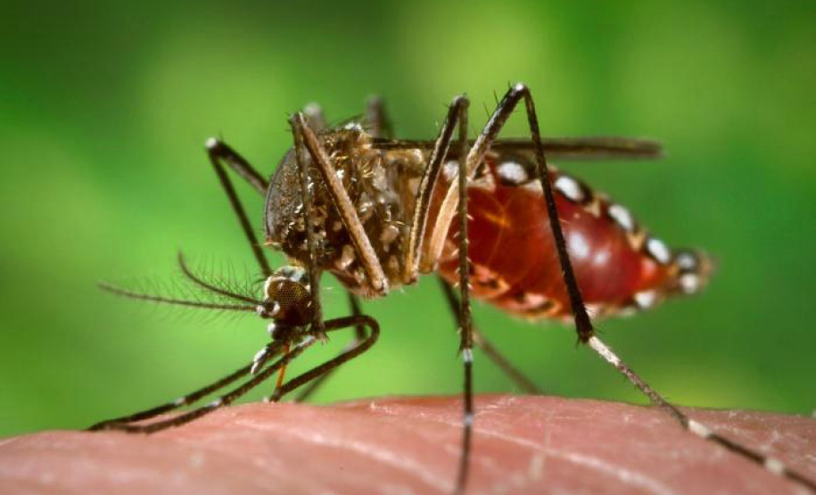 Fêmeas do Aedes aegypti transmitem doenças como dengue e zika por meio da picada em seres humanos. Insetos geneticamente modificados podem reduzir a quantidade de larvas. Crédito: Divulgação / Portal Brasil/ em: http://www.mcti.gov.br/noticia/-/asset_publisher/epbV0pr6eIS0/content/%E2%80%98aedes-do-bem%E2%80%99-liberado-pela-ctnbio-ajuda-a-combater-o-mosquito-da-dengue;jsessionid=1CD7C5D68ECE6E2EA95796A13A8E7405
