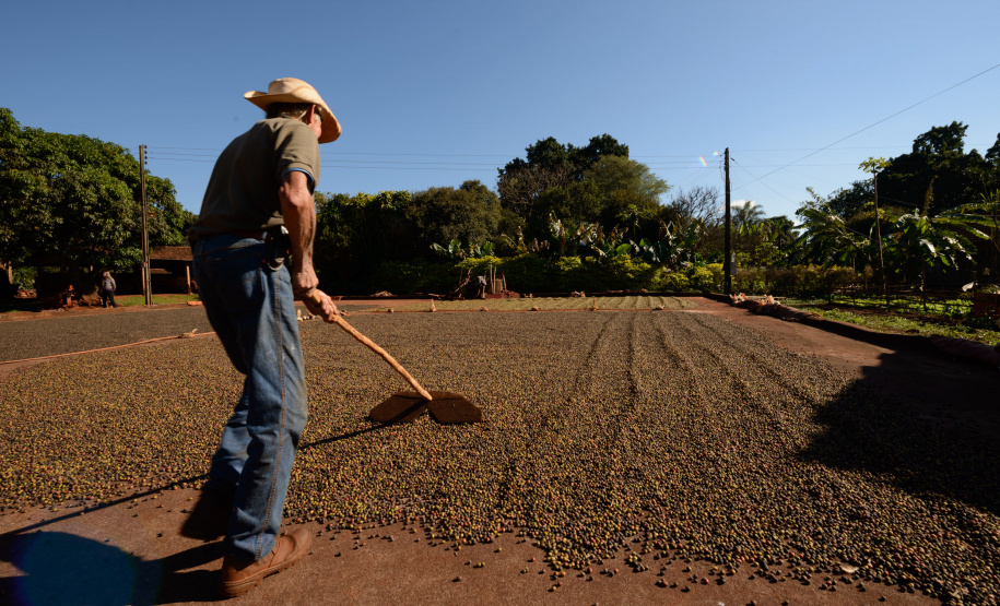 A grade temática contempla a legislação que regula a atividade no Brasil, produção e mercado, processos de colheita e beneficiamento, morfologia e fisiologia do grão, classificação física, torra, protocolo SCAA (Specialty Coffee Association of America) e degustação – de grãos crus e de café torrado e moído. Foto: Antonio Costa/Arquivo - ANPr