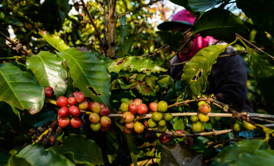 A grade temática contempla a legislação que regula a atividade no Brasil, produção e mercado, processos de colheita e beneficiamento, morfologia e fisiologia do grão, classificação física, torra, protocolo SCAA (Specialty Coffee Association of America) e degustação – de grãos crus e de café torrado e moído. Foto: Antonio Costa/Arquivo - ANPr