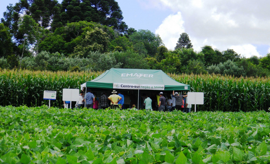Pelo menos 1,6 mil produtores, além de estudantes de colégios agrícolas e universidades, são esperados na 20ª Semana de Campo sobre Feijão e Milho, de 12 a 15 de março, em Ponta Grossa.Foto: Arquivo/ANPr