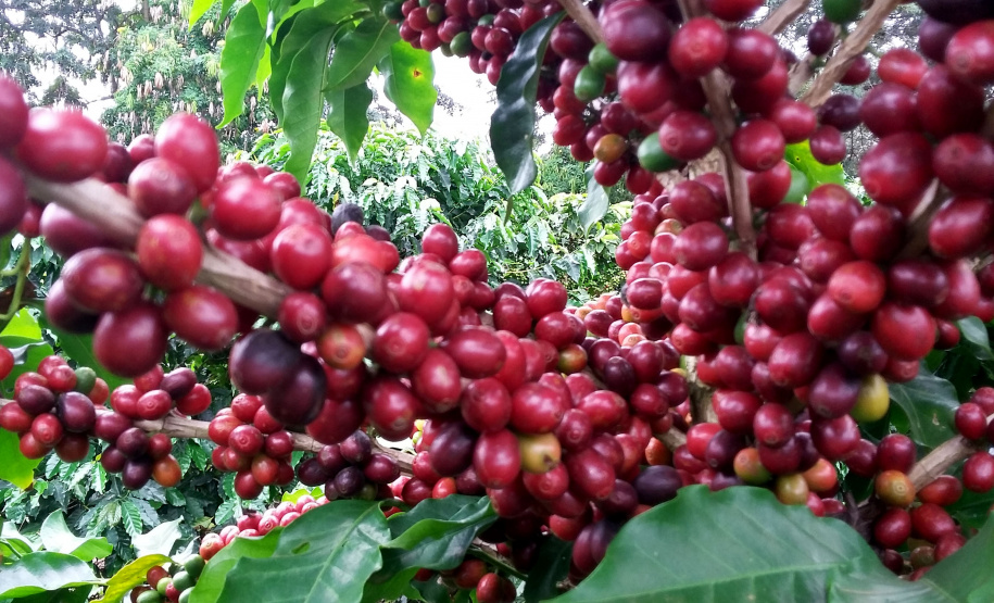 O Café do Norte Pioneiro foi o primeiro produto a obter o registro de Indicação Geográfica (IG) junto ao Instituto Nacional de Propriedade Industrial (INPI).  -  Foto:  Emater de Carlópolis