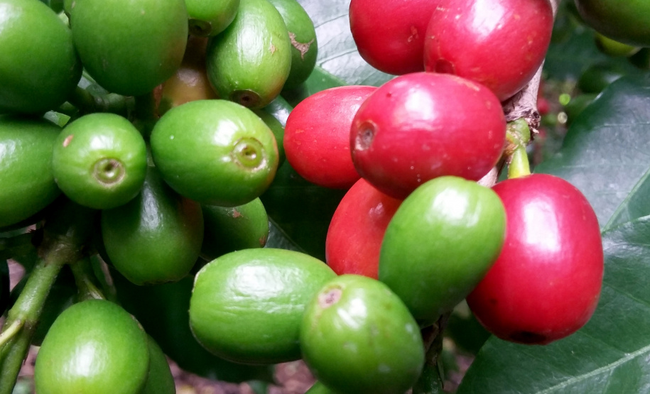 O Café do Norte Pioneiro foi o primeiro produto a obter o registro de Indicação Geográfica (IG) junto ao Instituto Nacional de Propriedade Industrial (INPI).  -  Foto:  Emater de Carlópolis